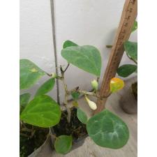 Ficus deltoidea