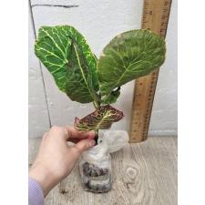 Codiaeum A4 Bangkok Уценка