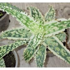 Алое микс / aloe sp mix