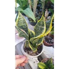 Sansevieria Futura Twisted Sister Hurricane. 907