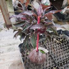Ardisia japonica Crispy Pink variegata 15