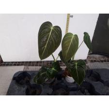 Philodendron andreanum pot - 750p