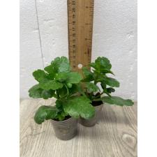 Kalanchoe sp (каланхойя)