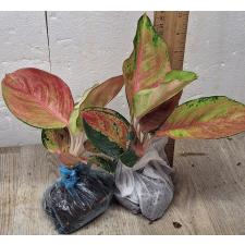 Аглаонема Китти / Aglaonema Kitty A-59