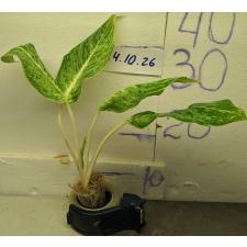 Аглаонема Белоснежка / Aglaonema Snow white A-74