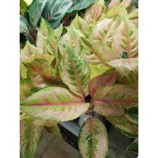 Aglaonema T28 Prakaipet