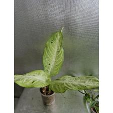 Dieffenbachia Camouflage стакан ,М , Д
