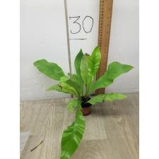 Asplenium Nidus sp pot