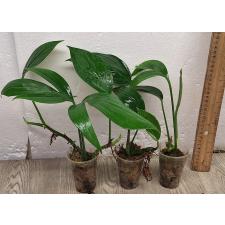 Рафидофора Декурсива / Rhaphidophora Decursiva (S)