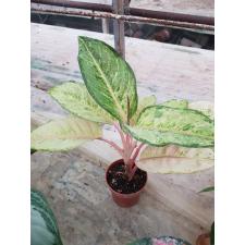 Aglaonema Frozen black A-27 pot