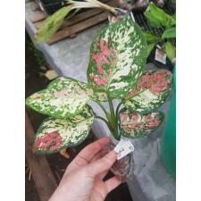 Aglaonema Unyamanee Pink variegated  Tricolor 73
