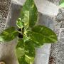 philodendron congo variegated