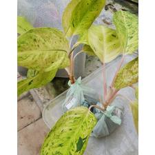 Aglaonema T7 Ruay tungpee