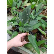 Philodendron guttiferum cobra 