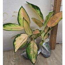 Аглаонема Орандж Кочин / Aglaonema Orange Cochin