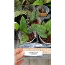 Hoya caudata A20