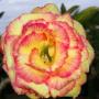 Adenium EK 6856