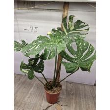 Monstera deliciosa Thai Constellation 5 лист. pot