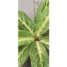 Aglaonema Rayong Gold