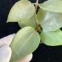 Hoya sp.851 ‘Heart leaf’ Silver (#980).
