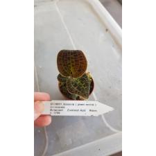 orchid dossinia marmorata 40001
