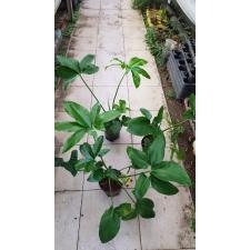 Philodendron 'fun Bun' green wonder 14 cm pot