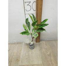 Codiaeum Variegated A-65