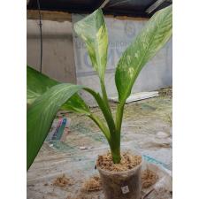 dieffenbachia sp Yellow variegated N5 по 3200p