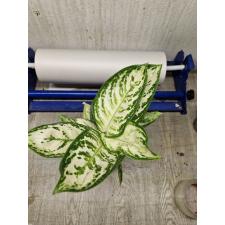 Aglaonema Platinum white