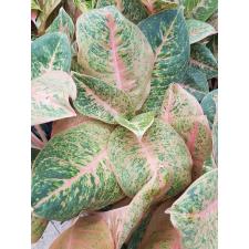 Aglaonema Harry Queen A-97