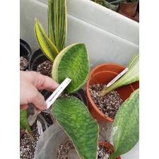 S. masoniana variegata (T12) (1 leaf)736/1