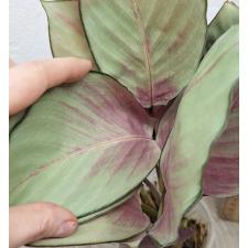 Калатея вагината / Calathea vaginata
