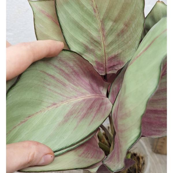 Калатея вагината / Calathea vaginata