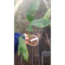 Epipremnum sp.(T03) Skeleton (mature leaf) 242