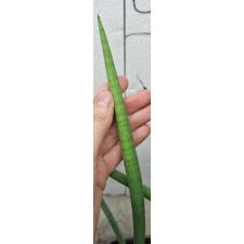 Сансевиерия цилиндрика. / sansevieria cylindrica (S)