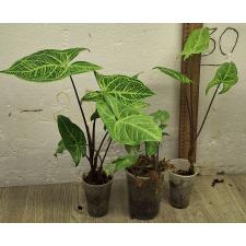 Сингониум (Т26) золотые прожилки / Syngonium (T26) Golden veination