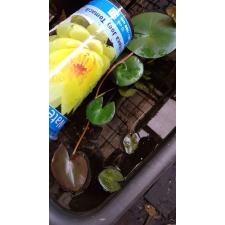 Nymphaea Mix Waterworld желтый