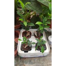 Ficus Microcarpa 'ginseng' P6