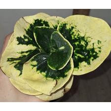 Кодиеум Золотая Роза. / Codiaeum B-10 Golden rose