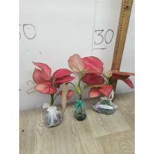 Aglaonema Super Pink A-41