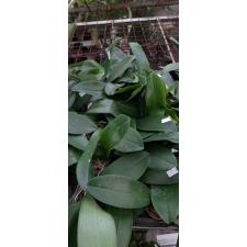 Фаленопсис «Санрайз Ред Пёкер» × Сого Лоренс / Phal. Sunrise Red Peoker x Sogo Lawrence