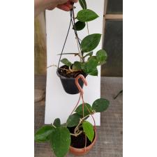 Hoya parasitica (heart-shaped leaves) pot