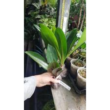 Philodendron decurrens 187/1 (14.12.21)