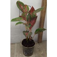 Аглаонема МонгколМани. / Aglaonema MongkolManee A-57