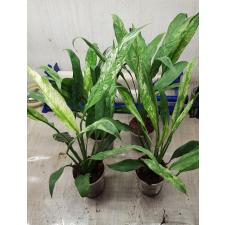 spathiphyllum sp variegata стакан 1200p