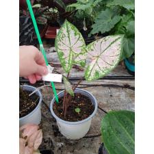 Caladium 1 holland