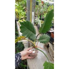 Philodendron Pin Amphan Choco (round leaf) 181