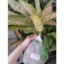 Aglaonema P-31 Looklamsam