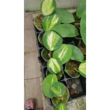 Hoya obovata variegata 1 pl