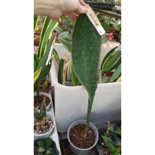S. masoniana variegata (T12) (1 leaf)736/1
